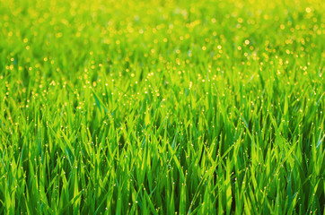 Green grass fields  suitable for backgrounds or wallpapers, natural seasonal landscape. 