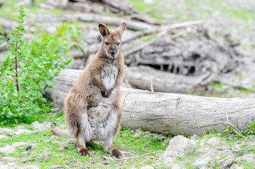 Kangaroos in the wild