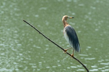 Prachtreiher auf Ast mit Wasserfläche im Hintergrund