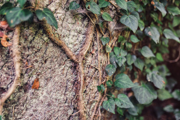 Ivy growing up on a large tree in this Summer woods in Caucasus