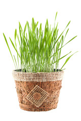 green grass in brown pot isolated on white background