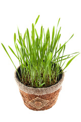 green grass in brown pot isolated on white background. View from