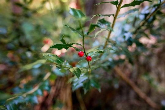 Sprig of European holly ilex christmas decoration in forest