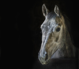 portret paard 2 © lietjepietje