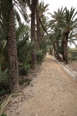 Obraz premium Dirt road between palm trees