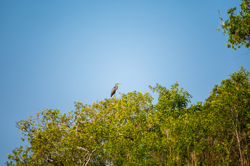 The Bird emigrate to wet land.