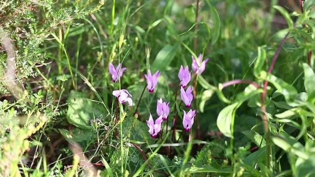 Small pink cyclamens flowers  on wind in a wild nature