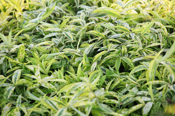 tropical foliage background.