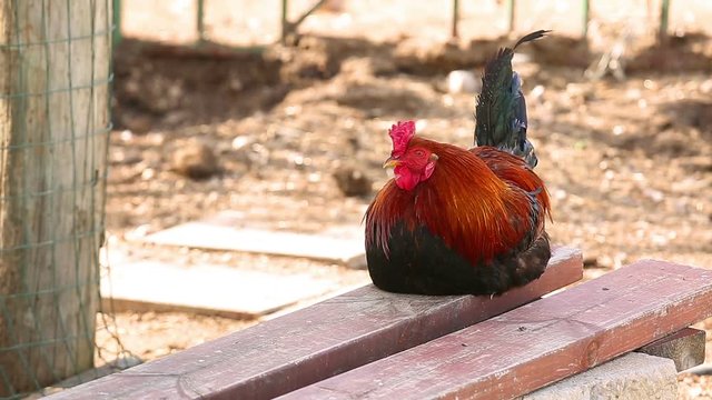 Black red rooster who is sleeps on a bench