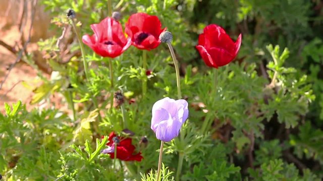 Group of red and blue anemones on wind