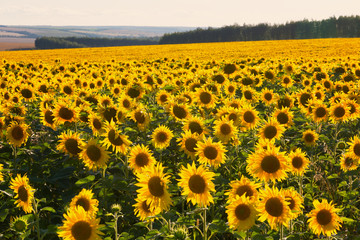 Field of blossoming sunflowers in summer day