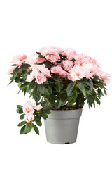 Pink azalea in a flowerpot, isolated on a white background