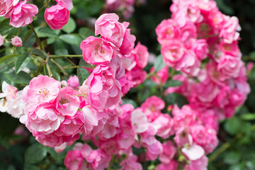Big bush of the blossoming pink roses