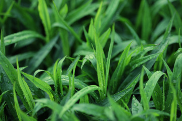 Fototapeta na wymiar green grass with water droplet in sunshine