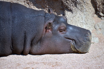 Fototapeta premium grosso ippopotamo mentre dorme al sole vicino ad una sorgente di acqua