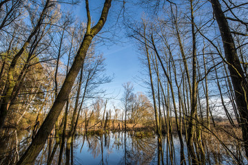 Obraz premium Wildnis in Brandenburg