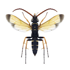 Wasp Batozonellus lacerticida (male)
