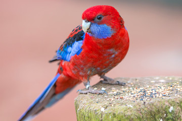 Pennantsittich (Platycerus elegans) Crimson Rosella