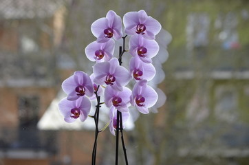 Orchideenblüte