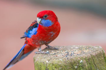 Pennantsittich (Platycerus elegans) Crimson Rosella