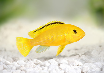 Obraz premium Electric yellow cichlid Labidochromis caeruleus Malawi Aquarium Fish 