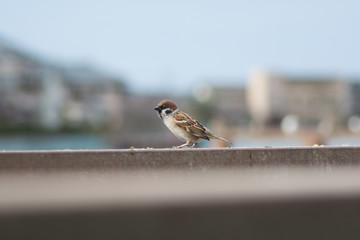 桟橋に止まる一匹の雀