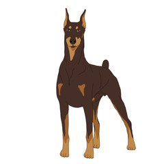 Doberman dog isolated realistic vector illustration color