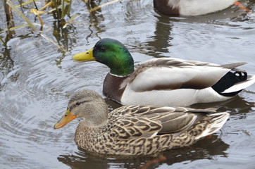 Obraz premium Stockentenpaar im Wasser