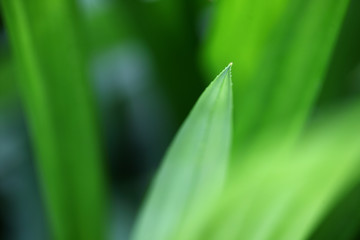 abstract of green foliage background