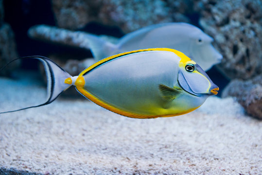 Naso lituratus - barcheek unicornfish