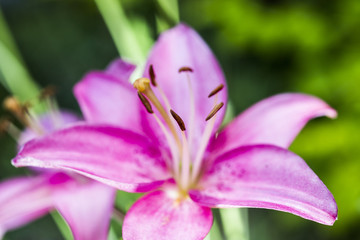 Floral Closeup with a Blurred Background