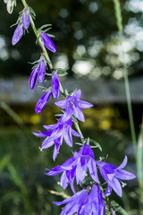 Floral Closeup with a Blurred Background