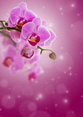 Fototapeta premium Pink orchid flower.