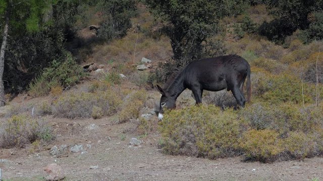 A free range donkey chews on grass in the mountains. 4k