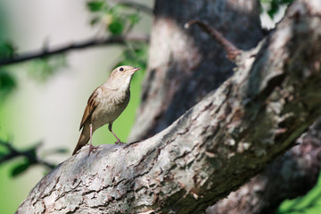 Thrush Nightingale (Luscinia luscinia)