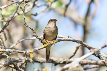 Thrush Nightingale (Luscinia luscinia)