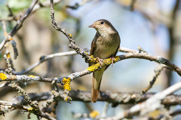 Thrush Nightingale (Luscinia luscinia)