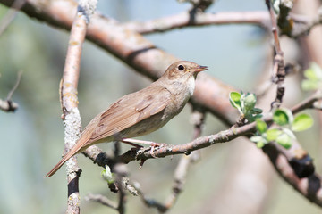 Thrush Nightingale (Luscinia luscinia)