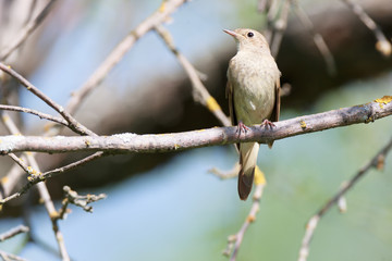 Thrush Nightingale (Luscinia luscinia)
