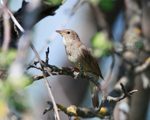 Thrush Nightingale (Luscinia luscinia)