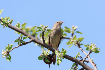 Thrush Nightingale (Luscinia luscinia)