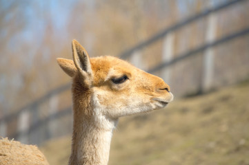 Vicuna