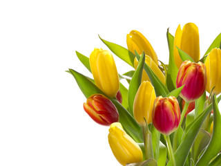 Bouquet of spring tulips