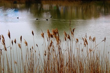 Озеро © grey23rus