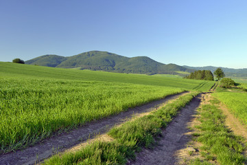 Polna droga © Jurek Adamski