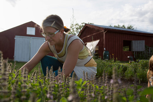 Woman picking plants on family herb farm