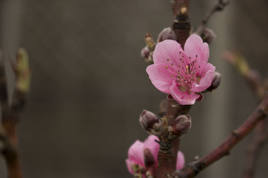 First flower of the Spring