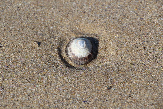 Bernique sur le sable