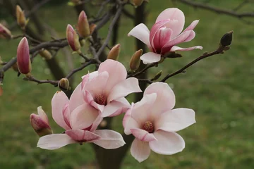 Foto op Canvas Pink magnolia flowers in the garden © Ellica
