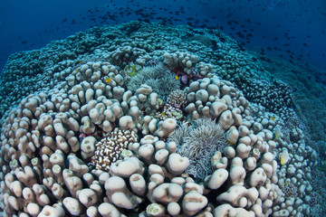 Healthy Reef in Wakatobi National Park, Indonesia